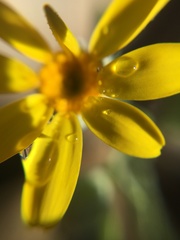 Eriophyllum ambiguum