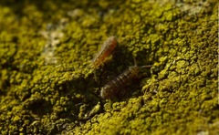 Isotomurus maculatus