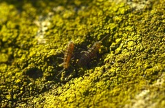 Isotomurus maculatus