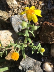 Eriophyllum ambiguum
