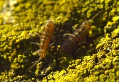 Isotomurus maculatus