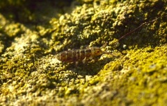 Isotomurus maculatus