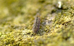 Isotomurus maculatus