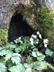 Cardamine diphylla