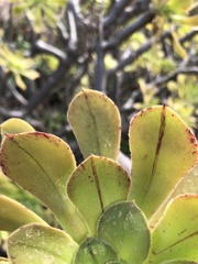 Aeonium arboreum subsp. holochrysum image