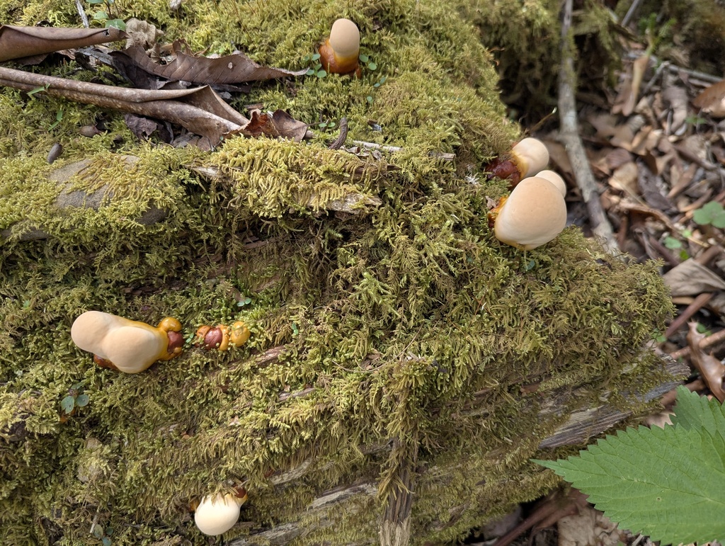Ganoderma tsugae · April 2026 · photo: © alinamartin (iNaturalist, cc-by)