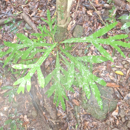 Grevillea hilliana, 2026-04-03