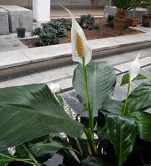 Spathiphyllum cochlearispathum