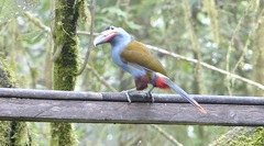 Andigena laminirostris