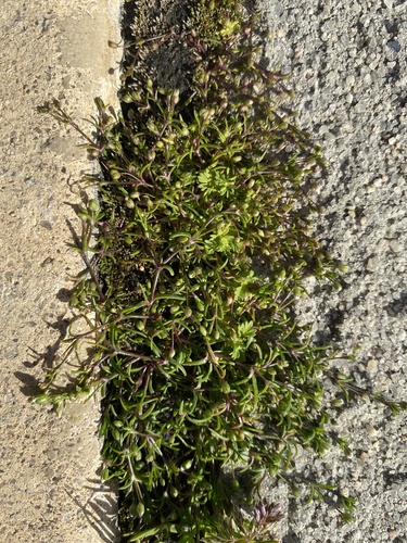 Trailing pearlwort (Sagina decumbens)