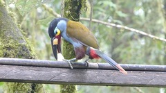 Andigena laminirostris