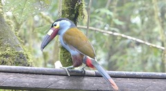 Andigena laminirostris