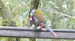 Andigena laminirostris