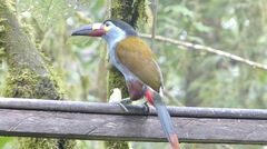 Andigena laminirostris