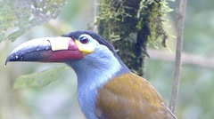 Andigena laminirostris