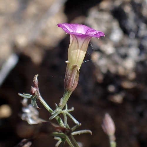 crestrib morning-glory (Ipomoea costellata)