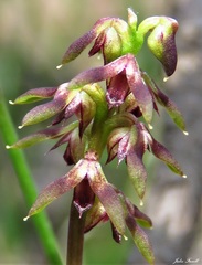 Genoplesium rufum