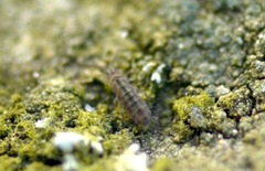 Isotomurus pseudopalustris