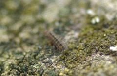 Isotomurus pseudopalustris