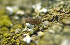 Isotomurus pseudopalustris