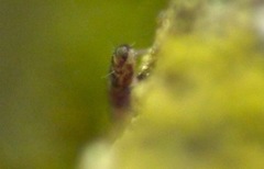 Isotomurus pseudopalustris