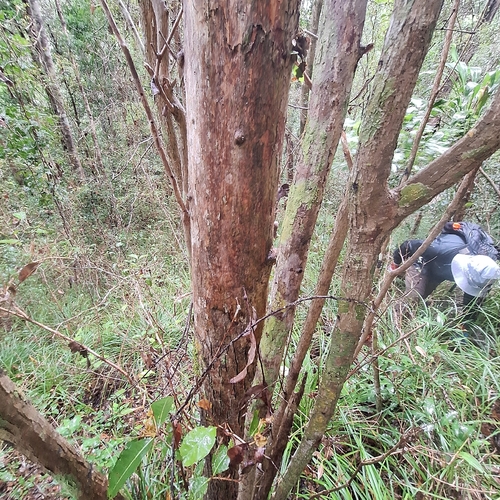 brown myrtle (Backhousia leptopetala)