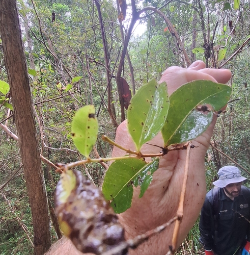Backhousia leptopetala, photograph 1