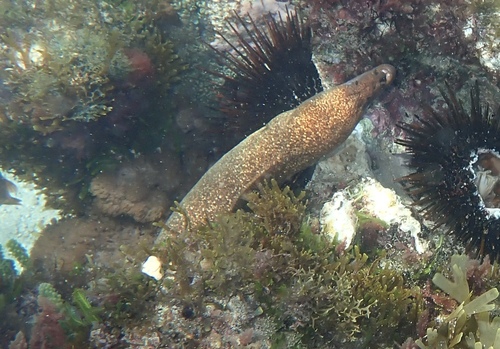 Griffin's moray (Gymnothorax porphyreus) — Muraenidae — 3