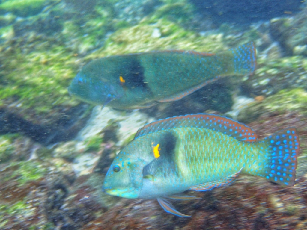 Spinster Wrasse