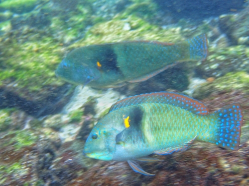 Spinster Wrasse