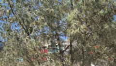 Pinus maximartinezii