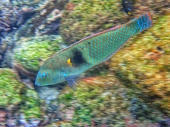 Halichoeres nicholsi
