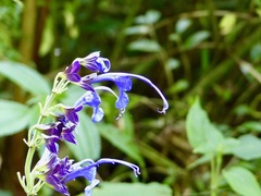 Salvia pichinchensis