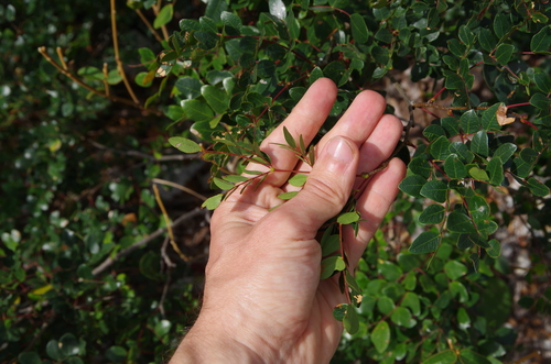 Image of Cenostigma Gaumeri (Cenostigma gaumeri) by (c) Eric Knight, some rights reserved (CC BY)