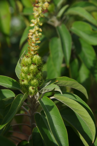 Croton glandulosepalus