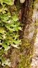 Lung Lichens - Photo (c) earthysaltling, some rights reserved (CC BY-NC), uploaded by earthysaltling
