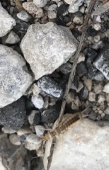 Labidura riparia