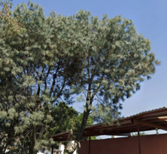 Pinus maximartinezii