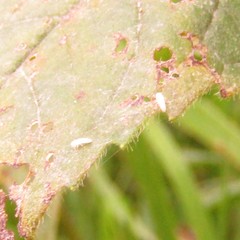 Psyllobora vigintimaculata