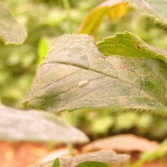 Psyllobora vigintimaculata