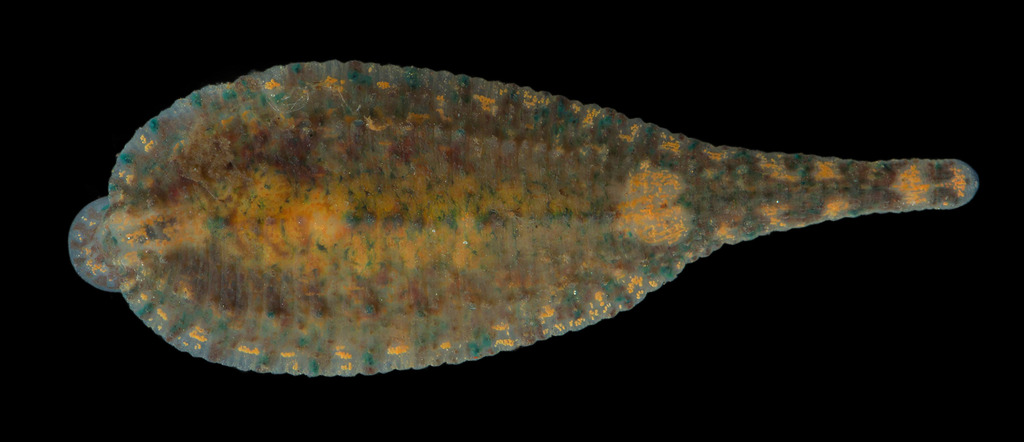 North American turtle leech