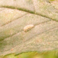 Psyllobora vigintimaculata