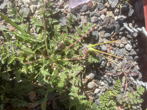 Redstem Stork's-bill