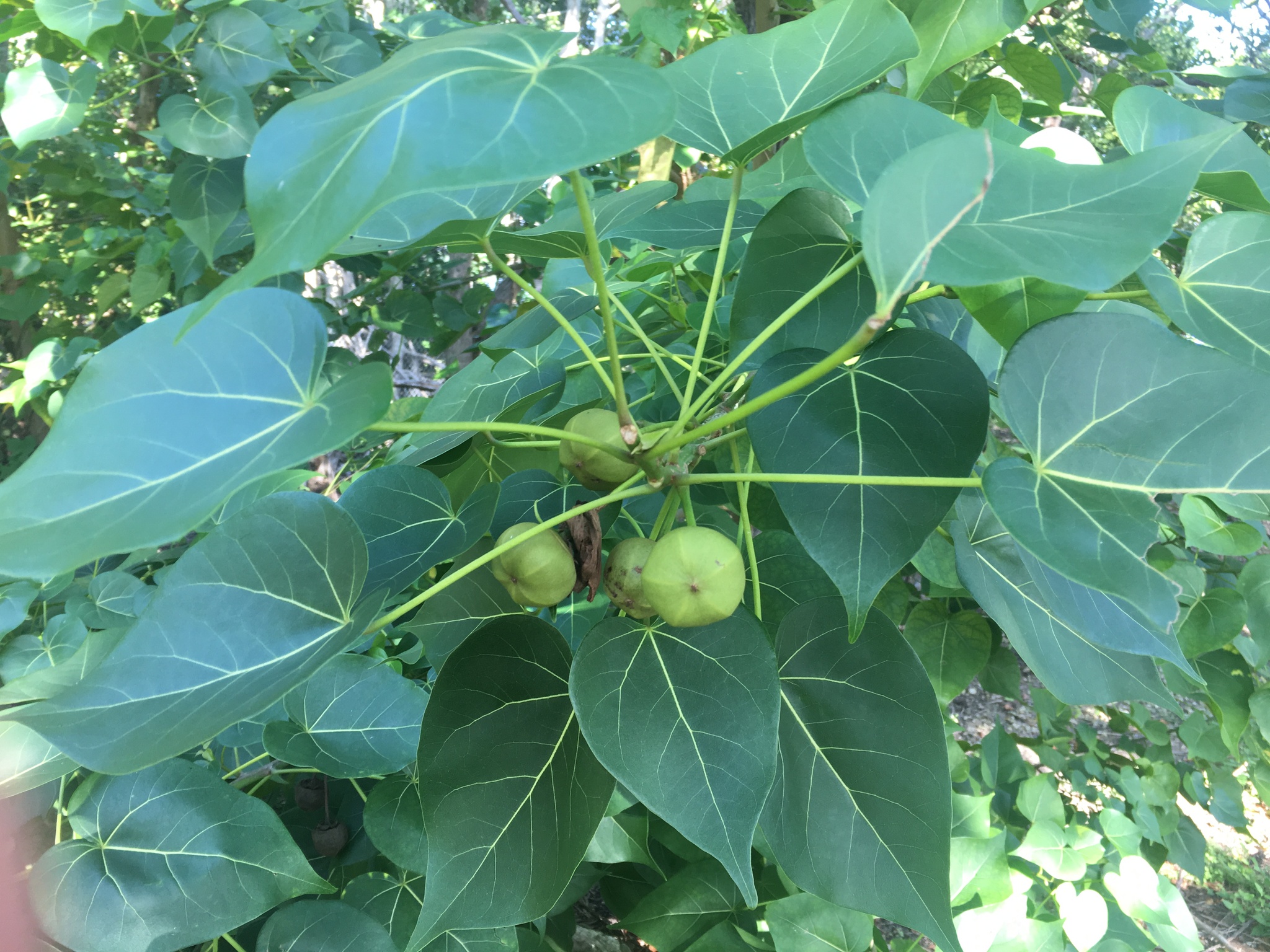 Portia Tree (Thespesia populnea)