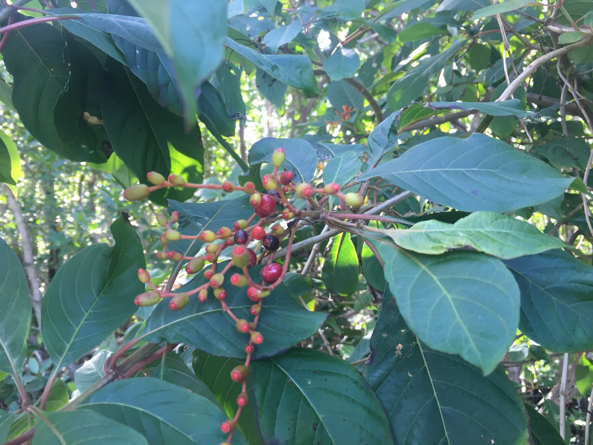 Scarletbush (Hamelia patens)