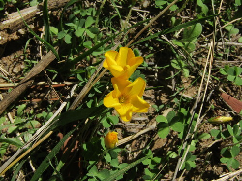 Chilean wood sorrel (Oxalis perdicaria)