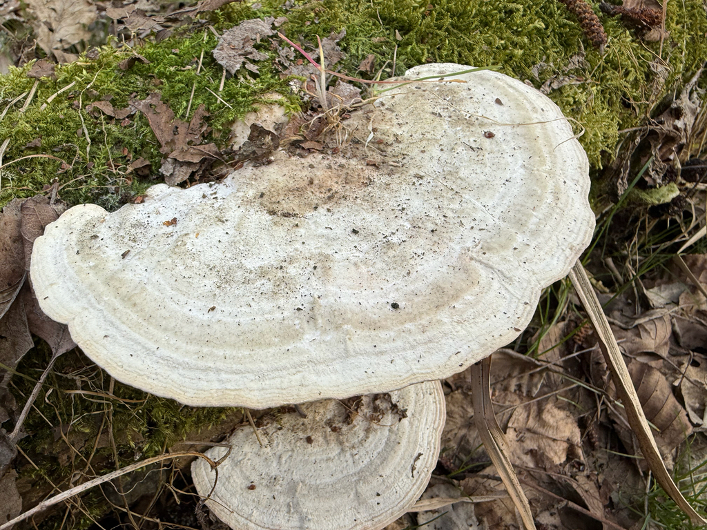 Trametes gibbosa · March 2026 · photo: © chimpers (iNaturalist, cc0)