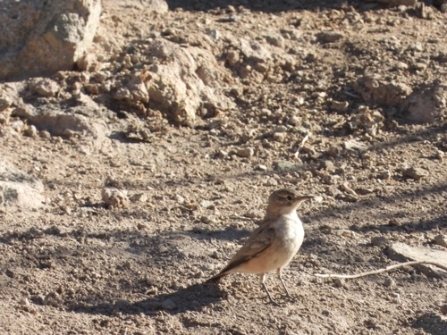 Greyish Miner (Geositta maritima), photo 5