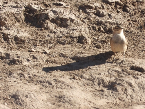 Greyish Miner (Geositta maritima), photo 6