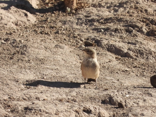Greyish Miner (Geositta maritima), photo 7